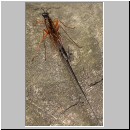 Dolichomitus sp - Schlupfwespe 11 32mm - OS-Hasbergen-Holzlagerplatz.jpg